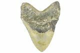 Serrated, Fossil Megalodon Tooth - North Carolina #368433-2